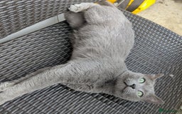 Russian Blue cats for sale: Affectionate Adult Male Cat for Sale - Image 3
