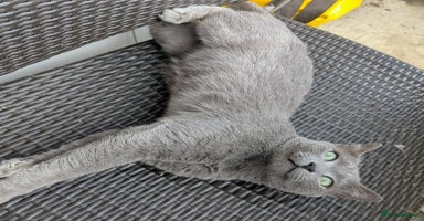 Russian Blue cats - Advert 13