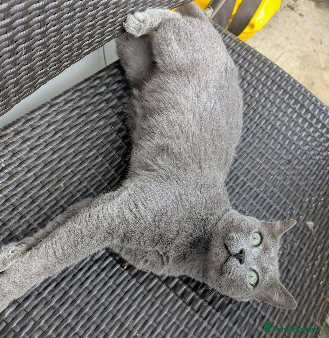 Russian Blue cats for sale: Affectionate Adult Male Cat for Sale - Image 3