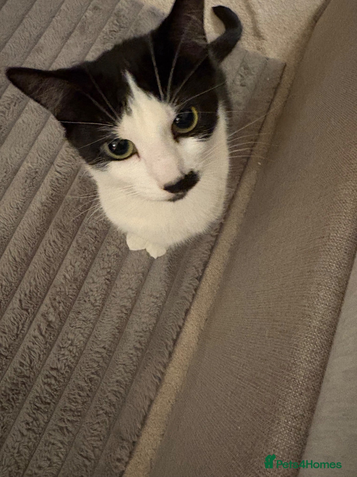 Domestic Shorthair cats athena  - Advert 7