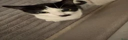 Domestic Shorthair cats for sale: athena  in Chislehurst - Advert 1