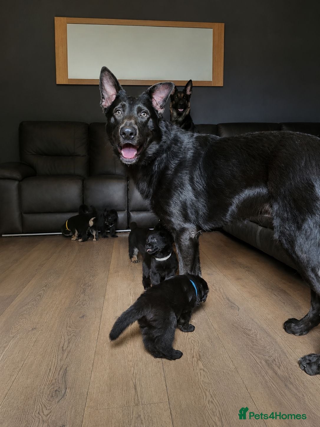German Shepherd dogs German shoeherd pups - Advert 1