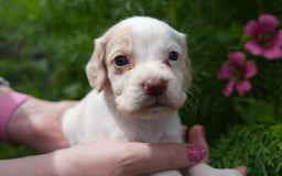 Cocker Spaniel dogs for sale: 4 male KC working cocker spaniel puppies - Image 6
