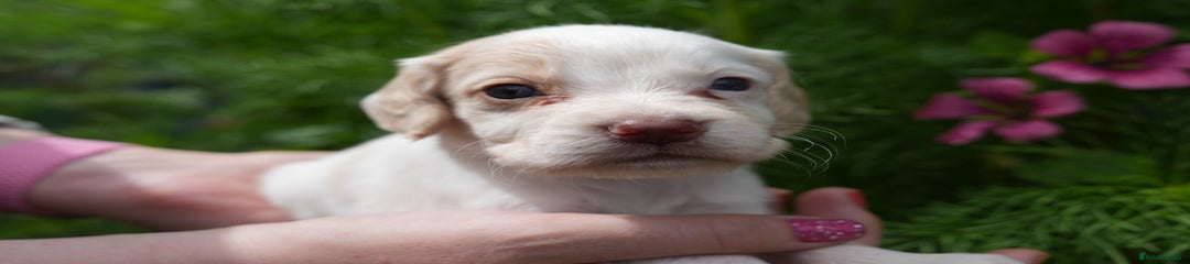 Cocker Spaniel Puppy 6 LEMON AND WHITE MALE
