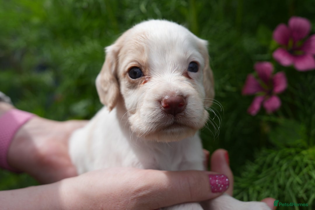 Cocker Spaniel dogs for sale: 4 male KC working cocker spaniel puppies - Image 6