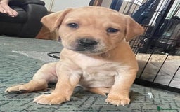 Labrador Retriever dogs for sale: Beautiful Labrador Puppies - Advert 8