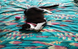 Domestic Shorthair cats for sale: Lovely little cat  - Image 2