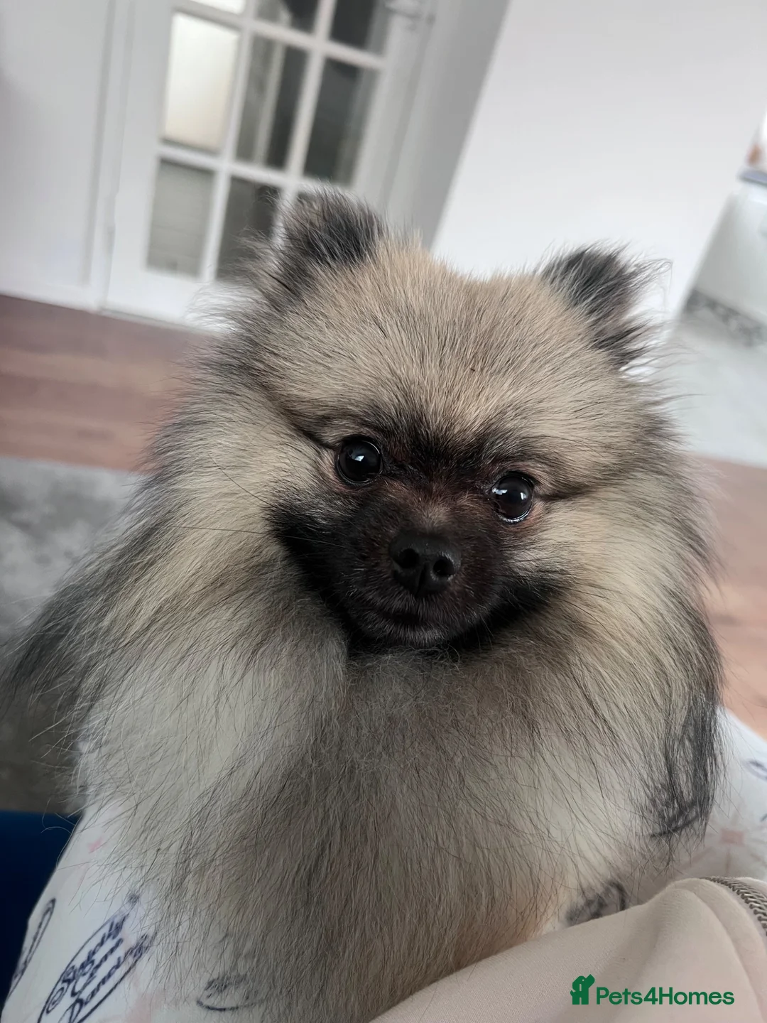 Pomeranian dogs for sale: Pomerian for sale - Advert 3