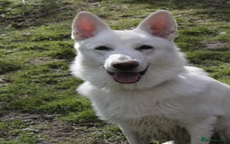 German Shepherd dogs for sale: White german sheperd  - Image 28