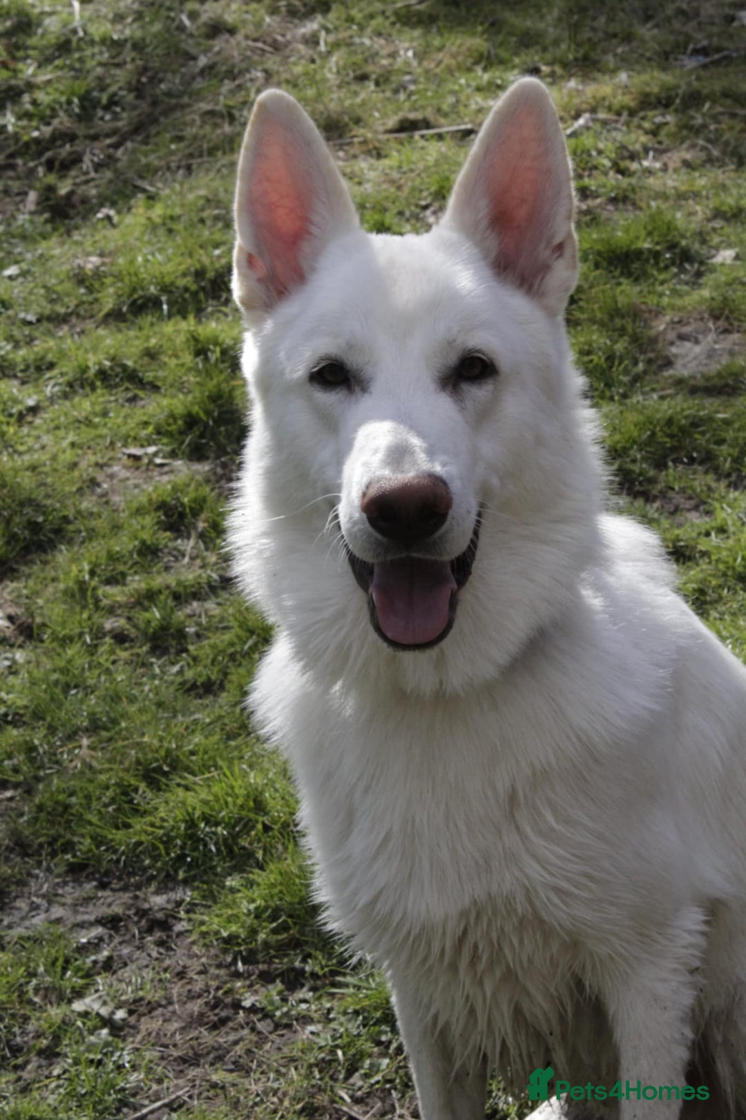 German Shepherd dogs for sale: White german sheperd  - Image 28