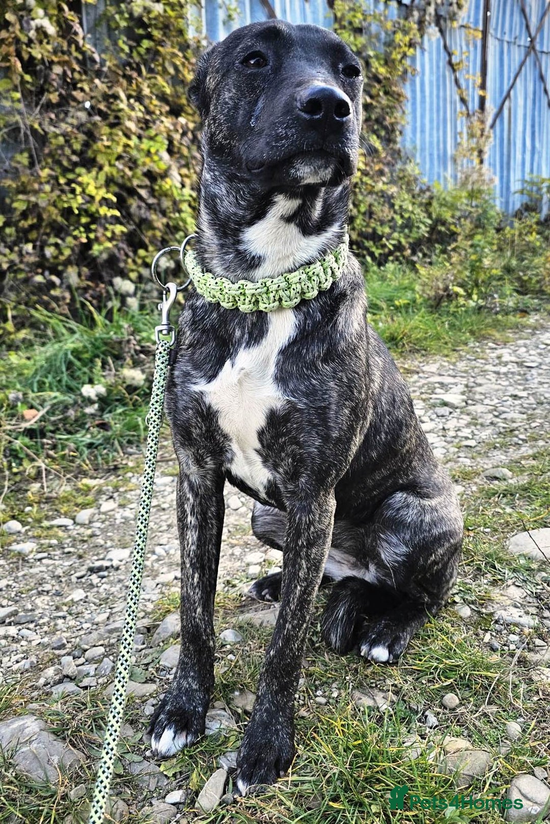 Mixed Breed dogs for adoption: A Beautiful and Gentle Girl - for a Loving Home - Image 5