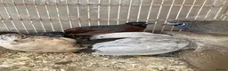 Mixed Breed poultry for sale: Beautiful Quals and Quals and chicken - Advert 23