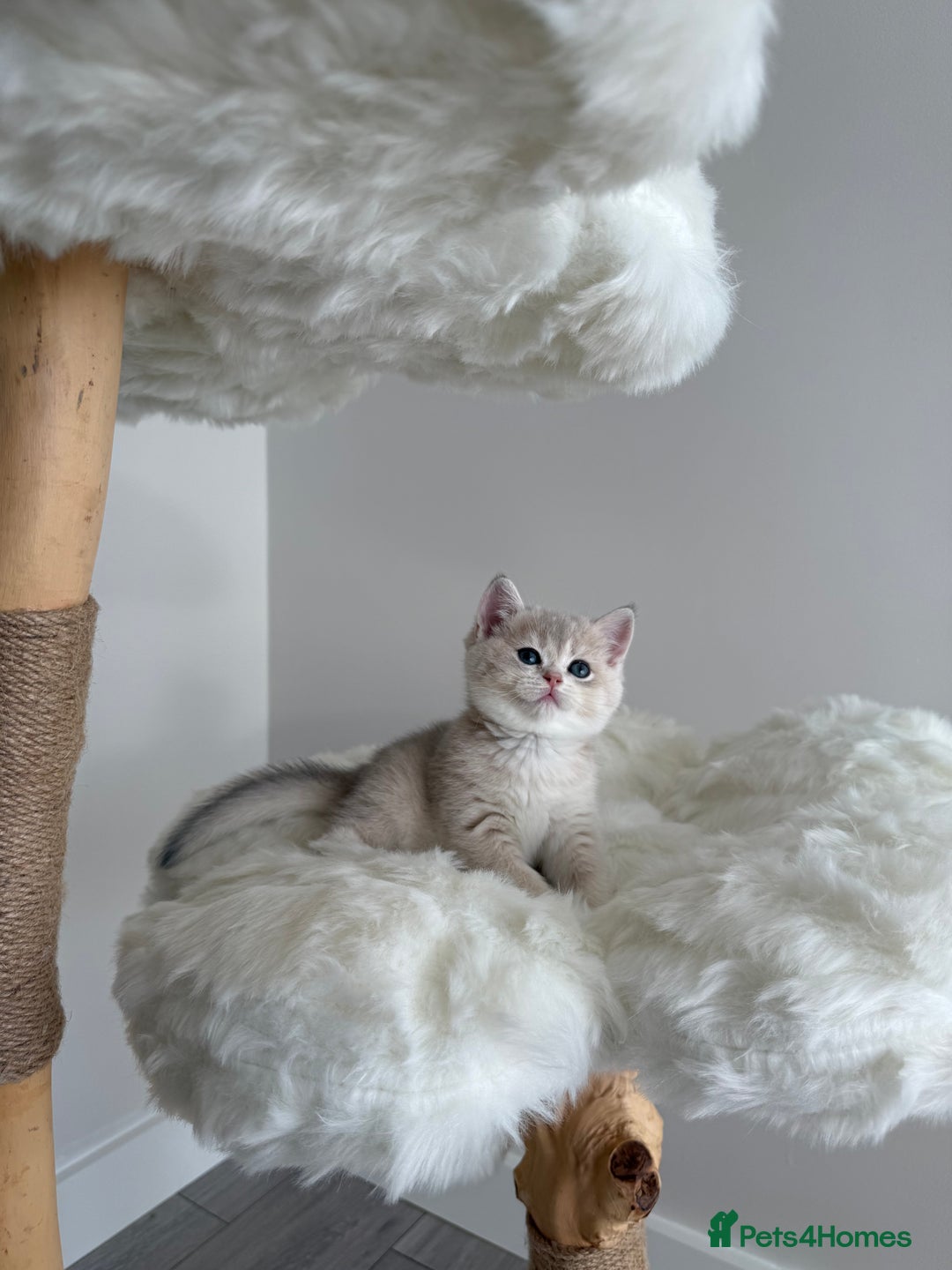 British Shorthair cats for sale: Golden Blue British Shorthair kittens  - Image 19