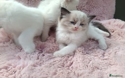 Ragdoll cats for sale: ***Ready Now Ragdoll Boys Ready For New Homes. - Image 2