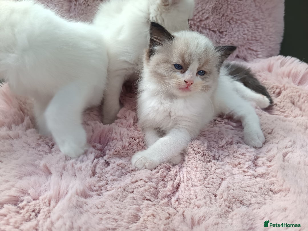 Ragdoll cats for sale: ***Ready Now Ragdoll Boys Ready For New Homes. - Image 2