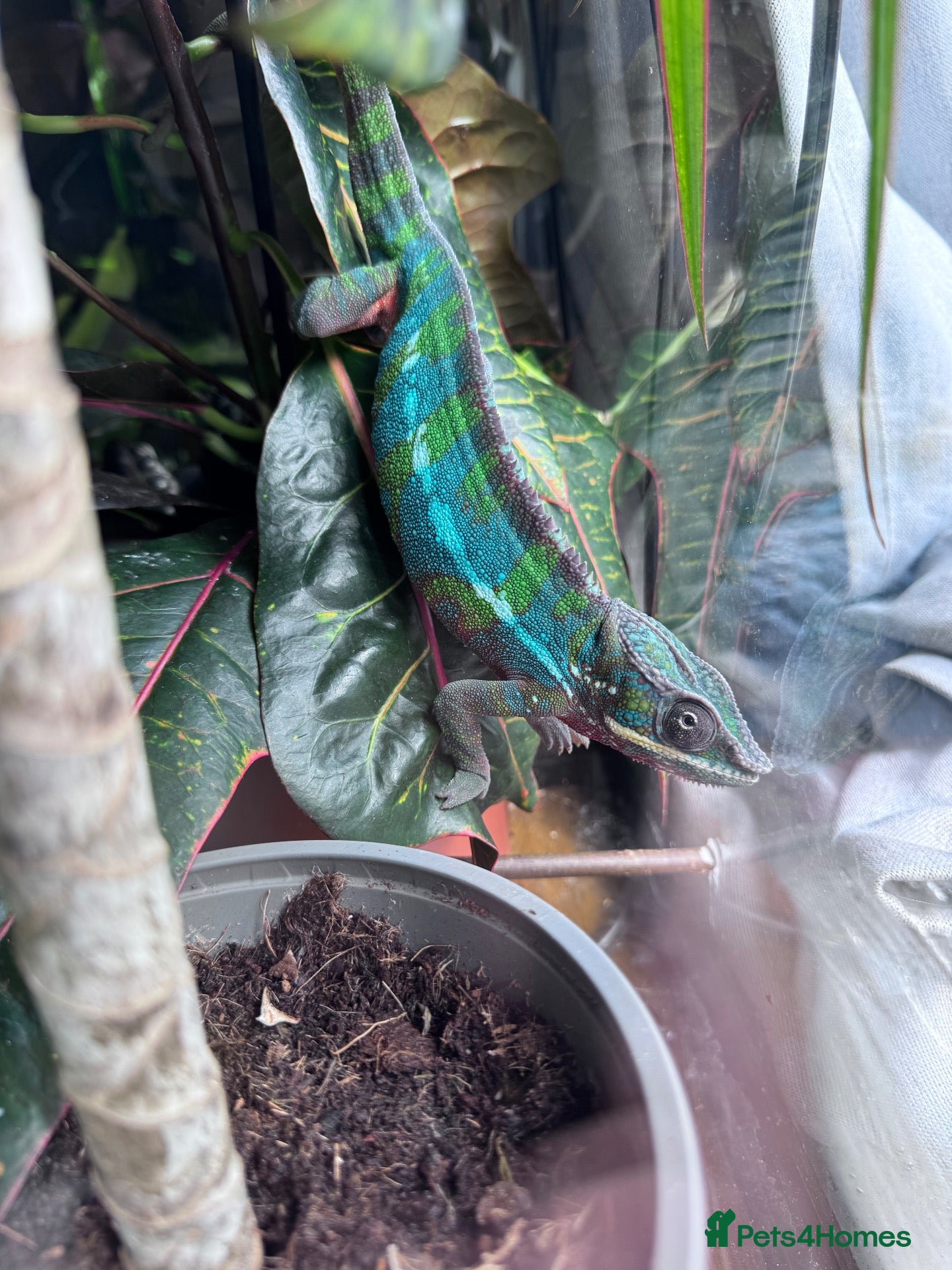 Chameleon reptiles Male panther chameleon  - Advert 1