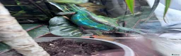 Chameleon reptiles for sale: Male panther chameleon  - Advert 1