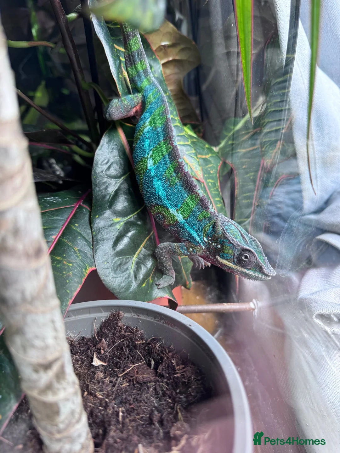 Chameleon reptiles for sale: Male panther chameleon  - Advert 1