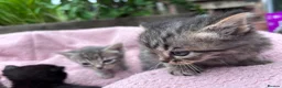 British Shorthair cats for sale: Friendly Tabby kittens  - Advert 8