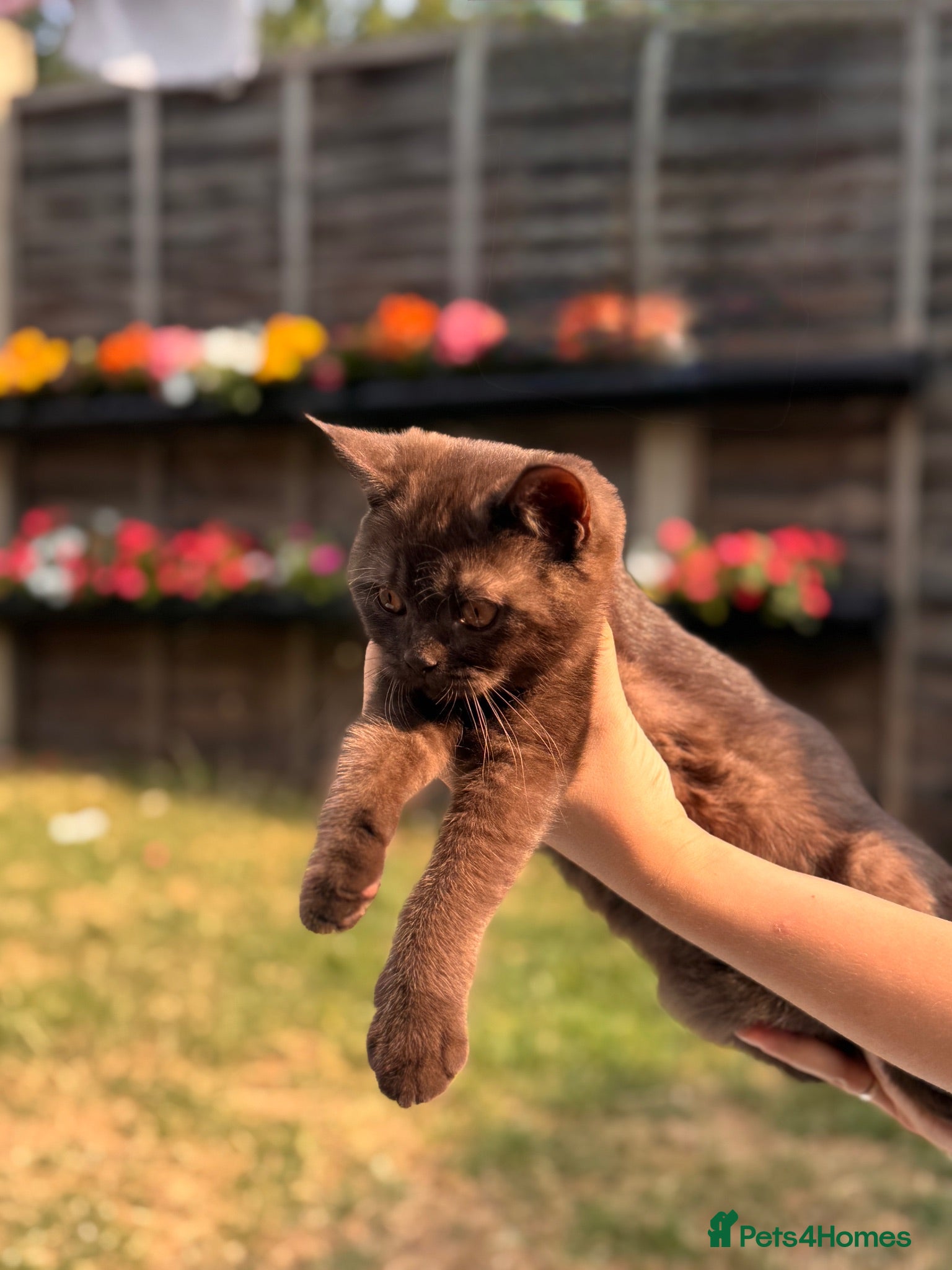 British Shorthair cats 2 girls left Brown and Liliac BSH kittens - Advert 2