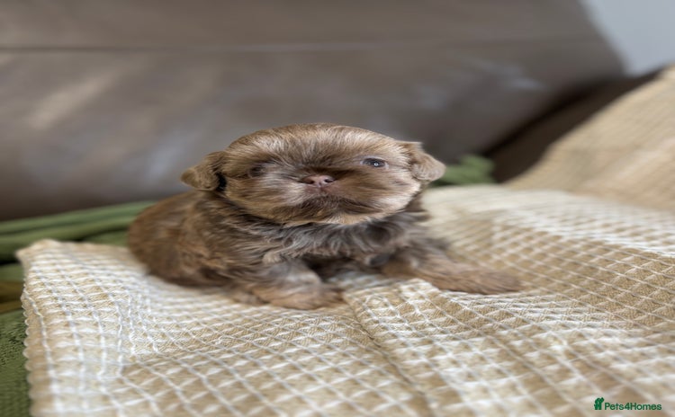 Shih Tzu dogs - Advert 1