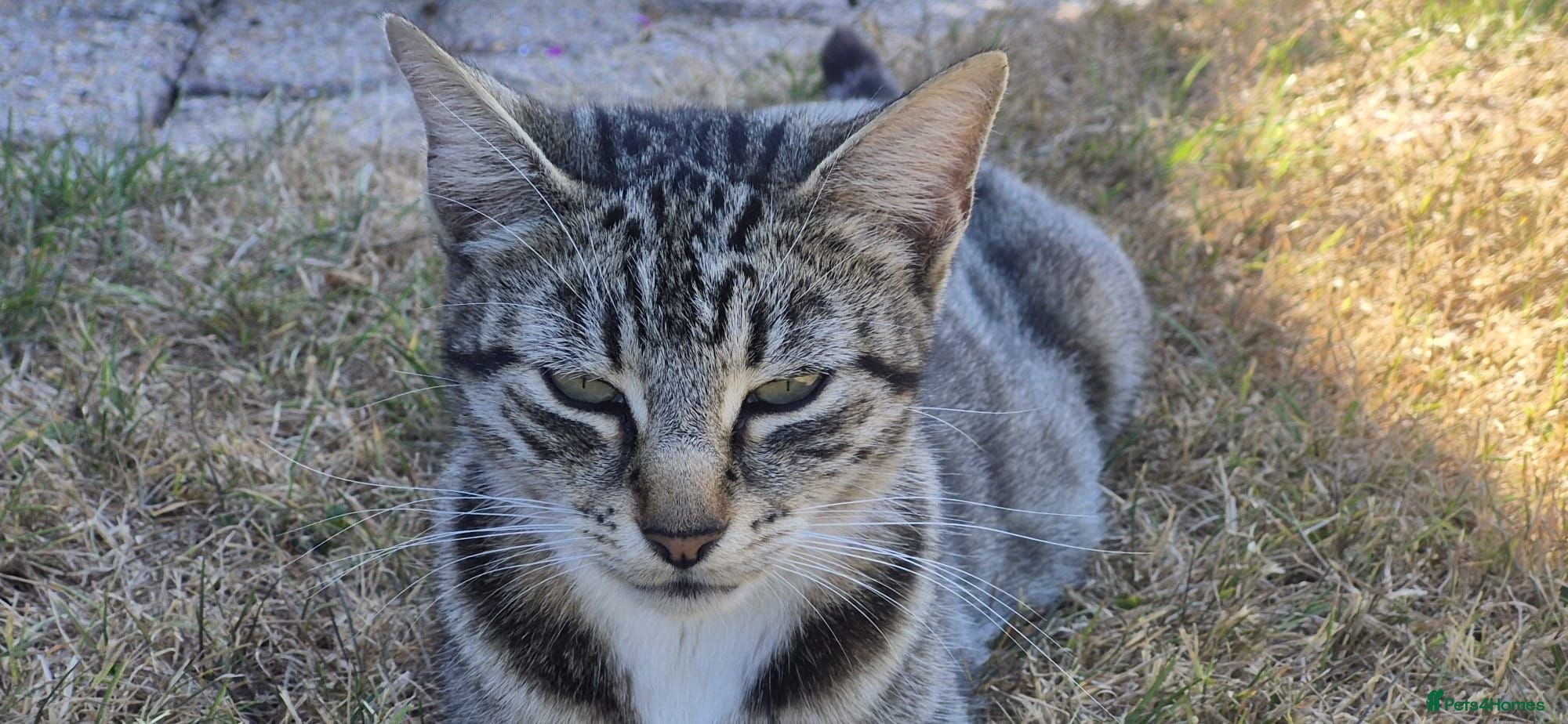 Mixed Breed cats Perfect friendly cat companion Tabby female - Advert 1