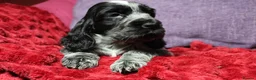 Cocker Spaniel dogs for sale: Health tested parents, Stunning little cherubs - Advert 17