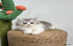 Persian cats for sale: Persian kittens for sale  - Image 5