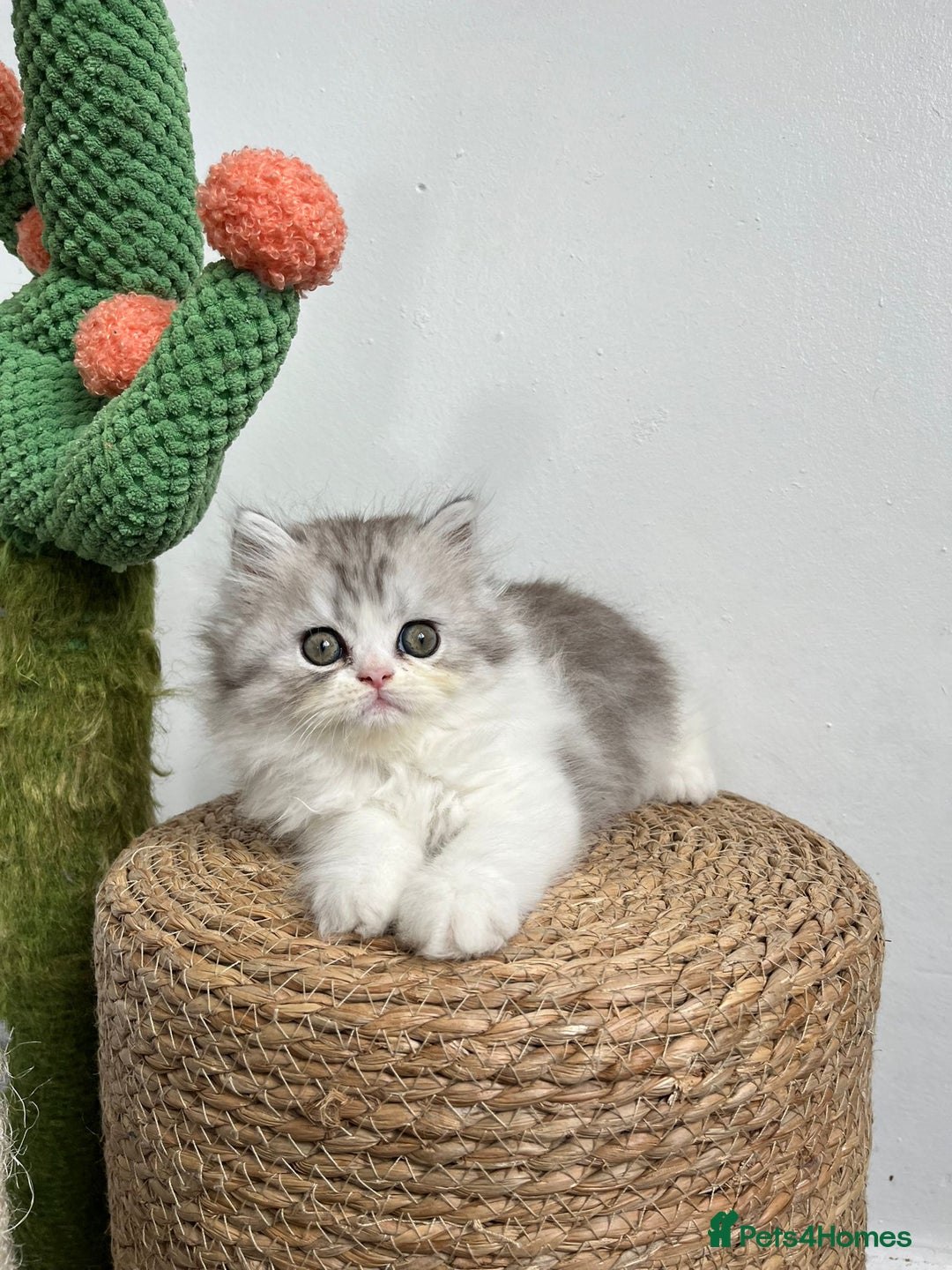 Persian cats for sale: Persian kittens for sale  - Image 5