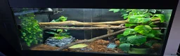 Python Snake reptiles for sale: Male manokwari green tree python and pvc setup - Advert 2