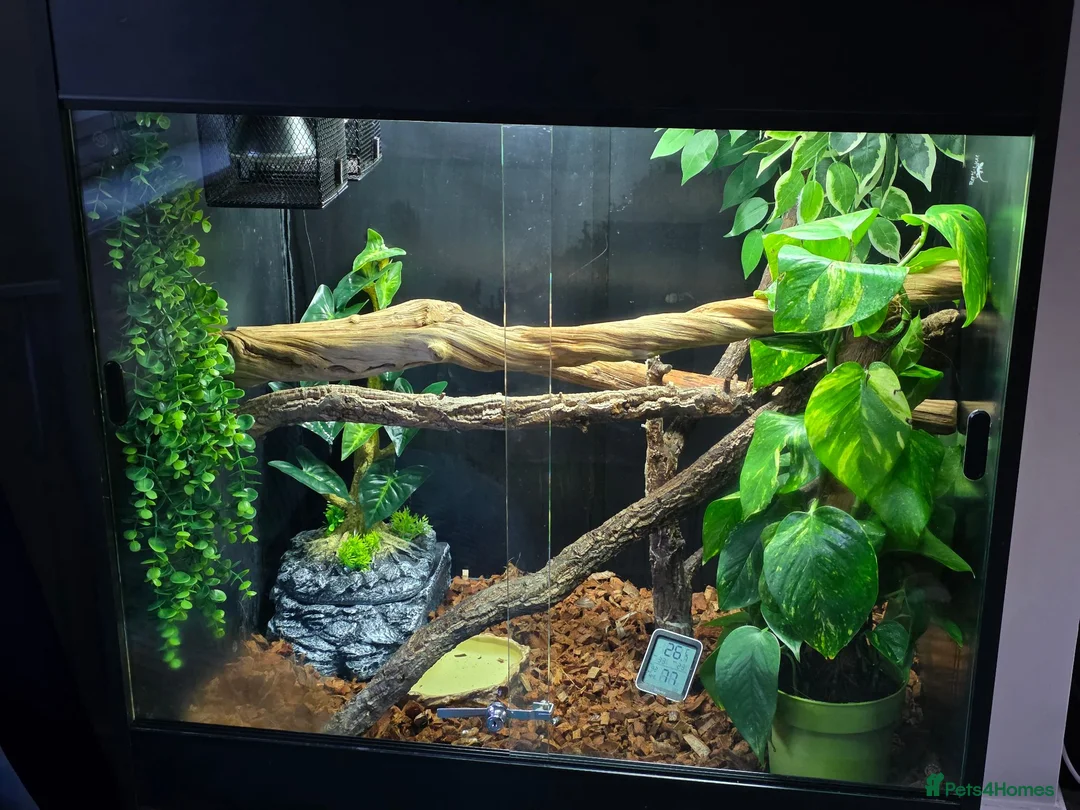 Python Snake reptiles for sale: Male manokwari green tree python and pvc setup - Advert 2