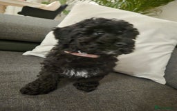 Maltipoo dogs for sale: Beautiful Maltipoo Girl Ready for Her Loving Home - Image 5