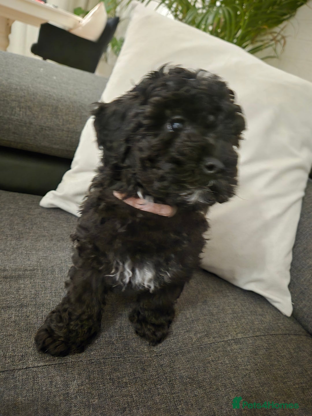 Maltipoo dogs for sale: Beautiful Maltipoo Girl Ready for Her Loving Home - Image 5