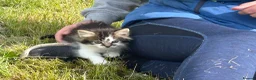 Mixed Breed cats for sale: Long haired kittens male and female  - Advert 5