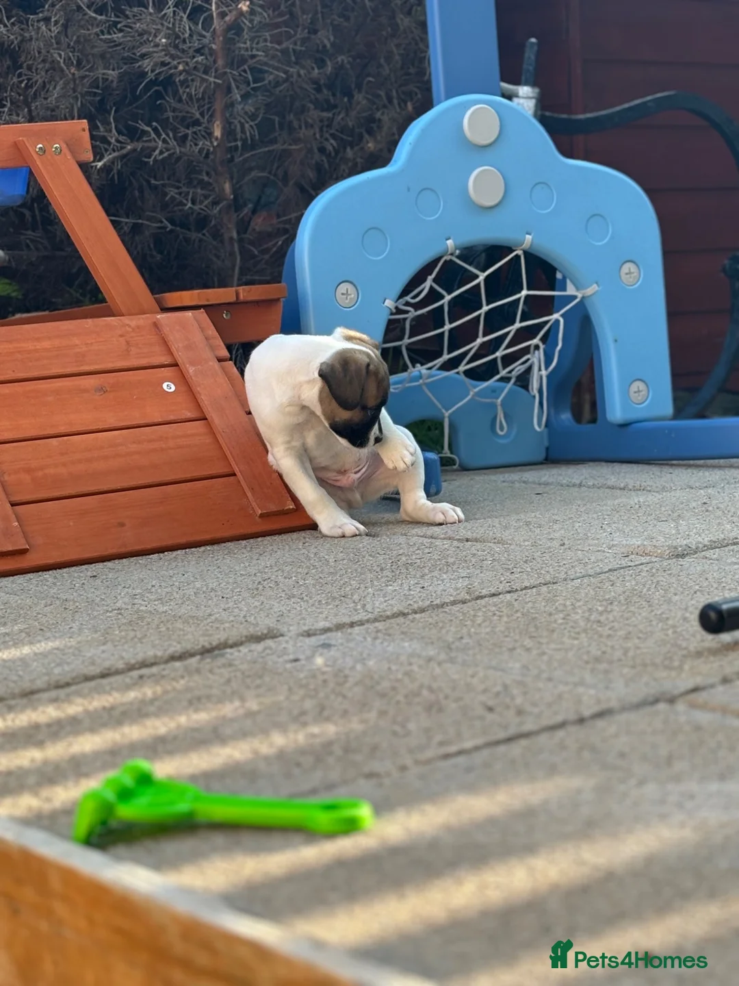Mixed Breed dogs for sale: 2 male Whippet/French Bulldog puppies for sale.  in Kilmarnock - Advert 2