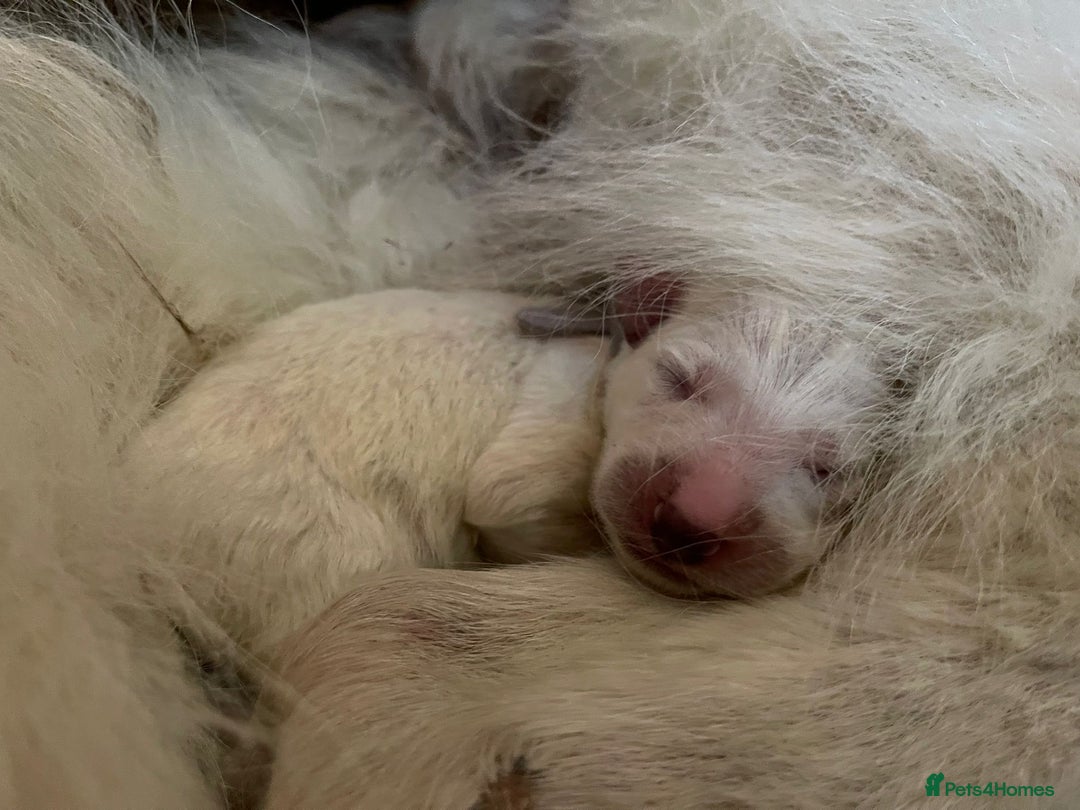 White Swiss Shepherd dogs for sale: White Swiss Shepherd Puppies 🐾🍼KC Registered - Image 6
