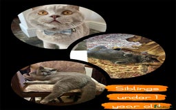 British Shorthair cats for sale: ** Joyful British Shorthair Kittens ** - Image 13