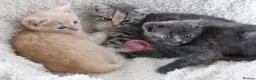 Siberian cats for sale: Beautiful Siberian Kittens-3 Boys-Hypoallergenic - Advert 13