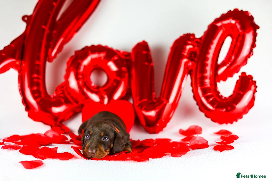 Miniature Dachshund dogs for sale: Miniature dachshund puppies  - Advert 9