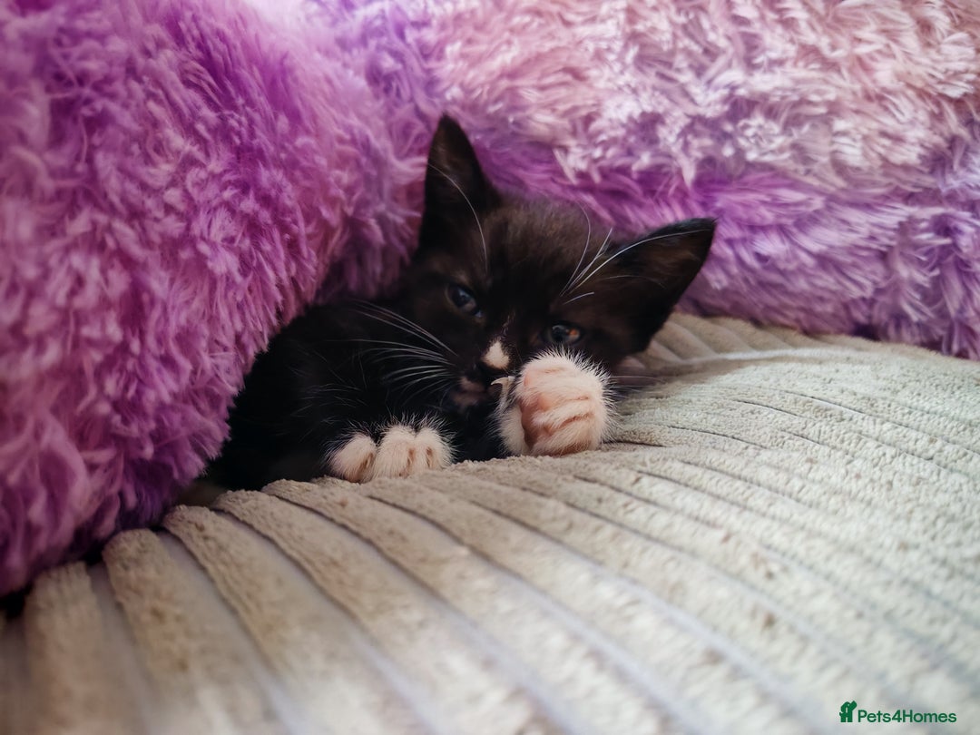 Mixed Breed cats for sale: Kittens for sale 🐱 - Image 5