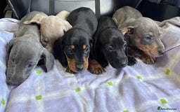 Dachshund dogs for sale: GORGEOUS KC REG STANDARD MALE PUPS  - Advert 8