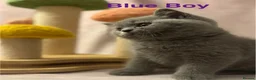 British Shorthair cats for sale: Registered Pedigree British Shorthair & Longhair  in Stafford - Advert 18