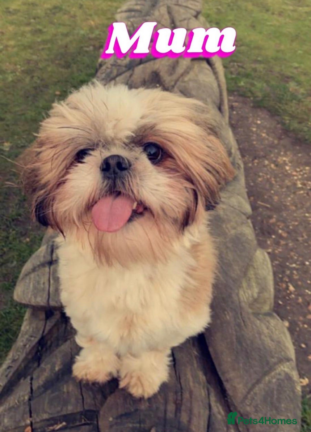 Shih Tzu dogs 5 purebred adorable fluffy shihtzu’s ready to view - Advert 3