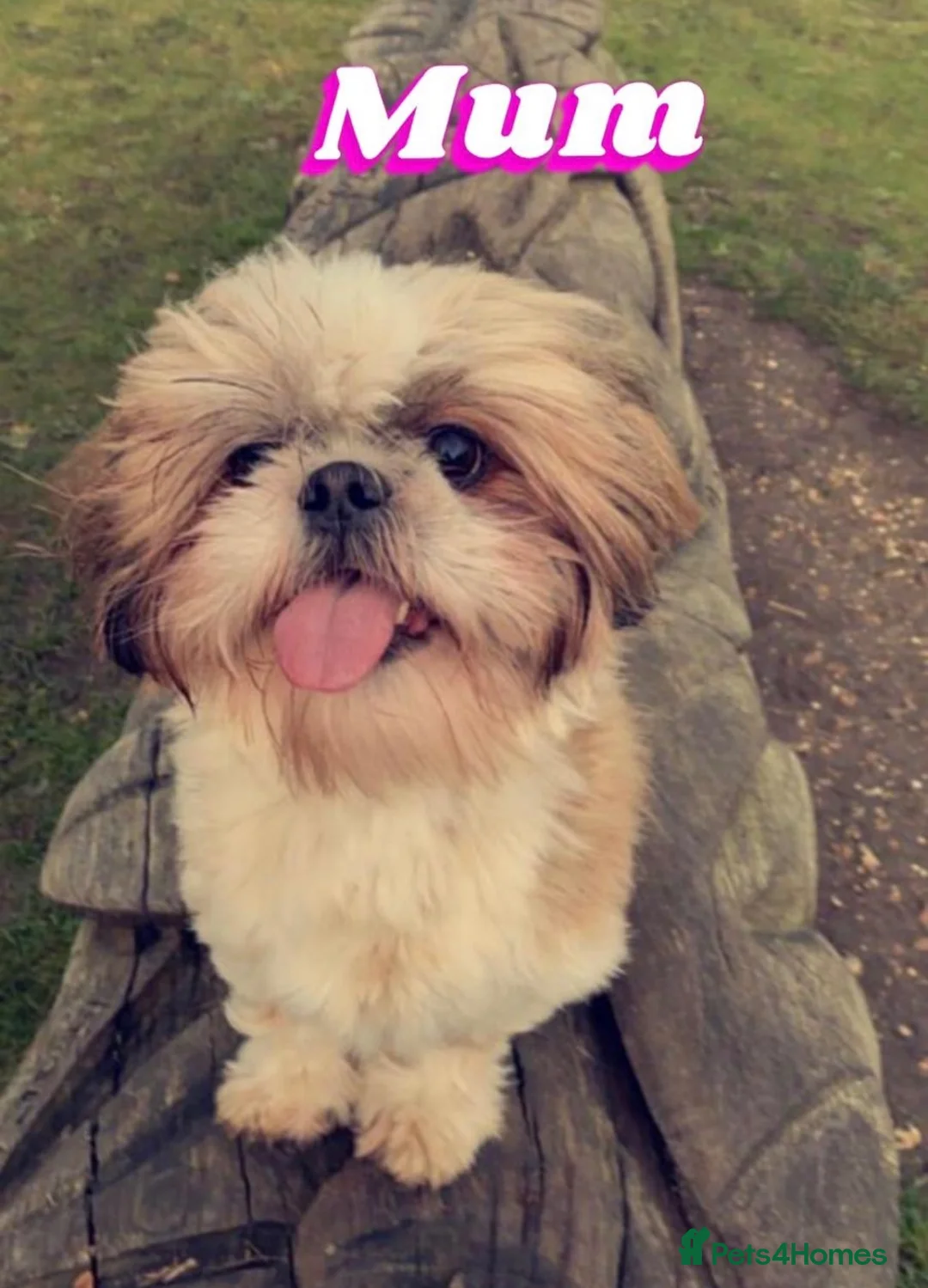 Shih Tzu dogs for sale: 5 purebred adorable fluffy shihtzu’s ready to view - Advert 1