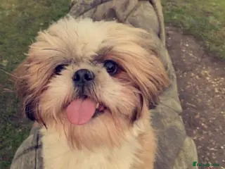 Shih Tzu dogs 5 purebred adorable fluffy shihtzu’s ready to view - Advert 7