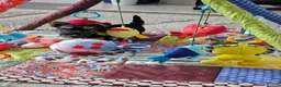 Yorkshire Terrier dogs for sale: Yorkshire Terrier puppies,  KC Registered  - Advert 5