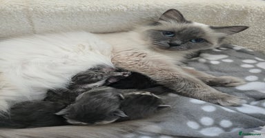 Ragdoll cats Ragdoll cross kittens  - Advert 3