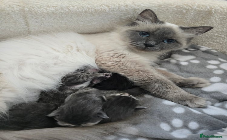 Ragdoll cats - Advert 1