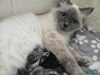 Ragdoll cats - Advert 3