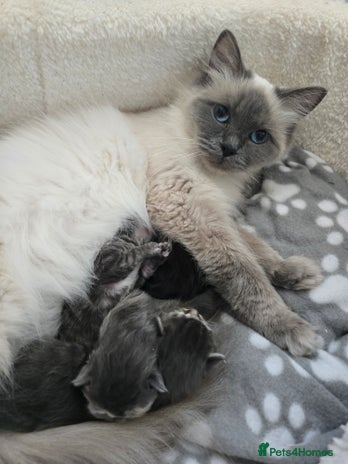 Ragdoll cats - Advert 1